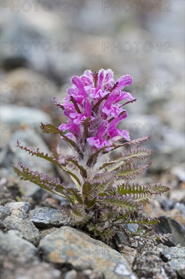 Woolly lousewort