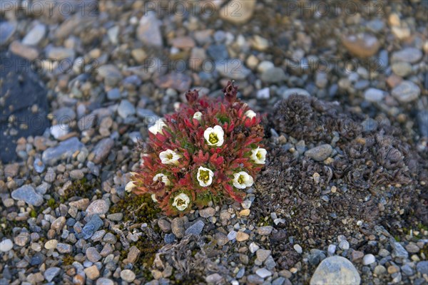 Tufted alpine saxifrage