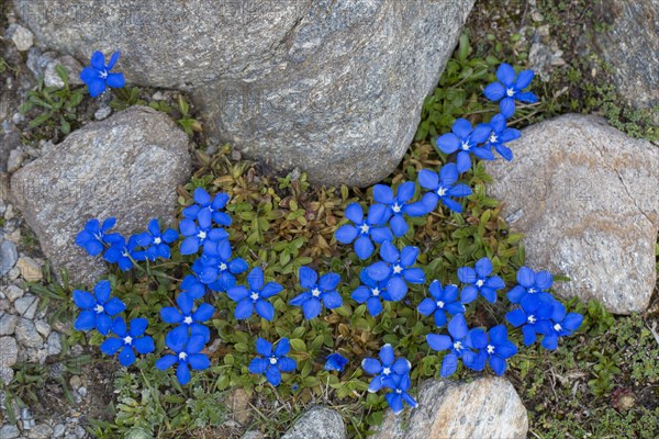 Bavarian gentian