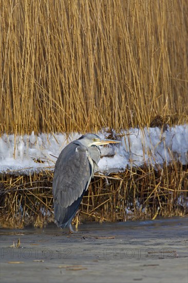 Grey heron