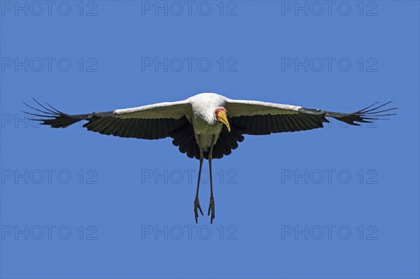 Yellow-billed stork