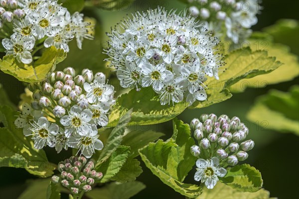 (Physocarpus) opulifolius Luteus, Physocarpus ribesifolius Aureus, ninebark Luteus, Golden