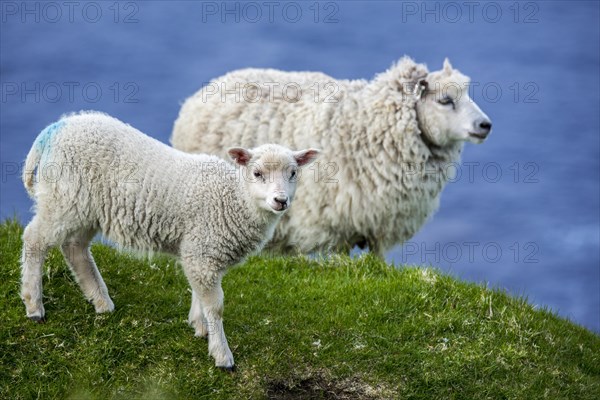 White sheep ewe and lamb on sea clifftop at Hermaness National Nature Reserve