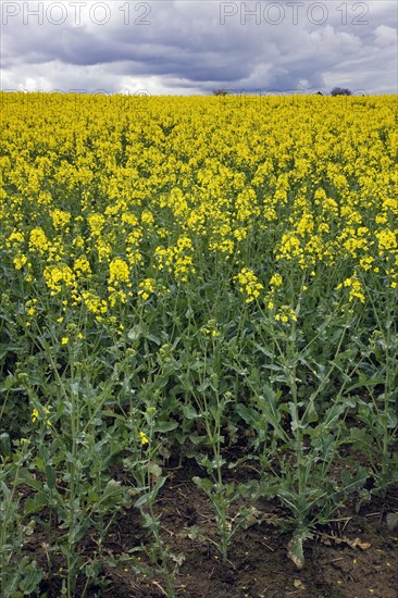 Field with rapeseed