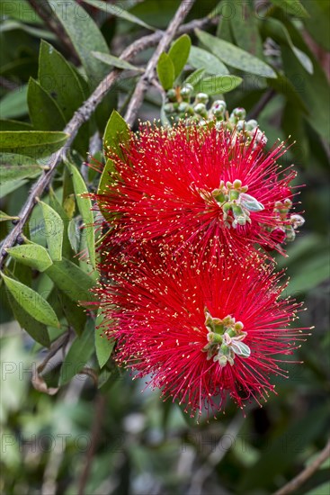 Bottlebrush