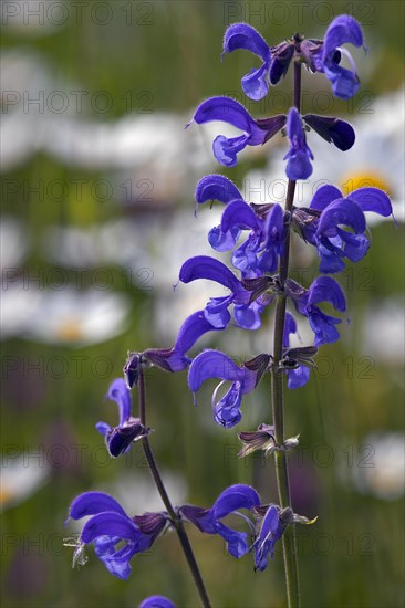 Meadow clary