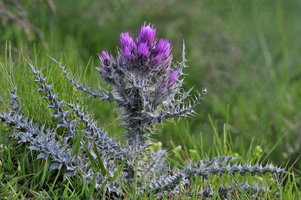 Pyrenean thistle