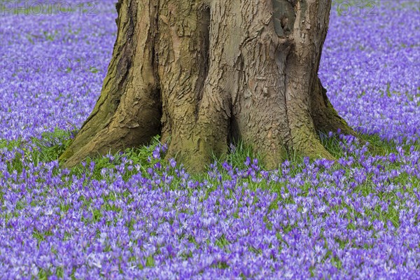 Purple carpet of blooming crocuses