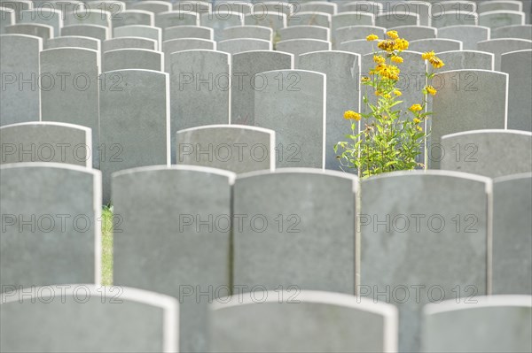 Headstones at military cemetery of the Commonwealth War Graves Commission burial ground for First World War One British soldiers