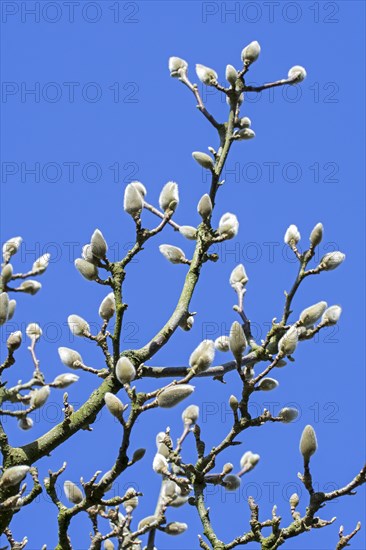 (Magnolia denudata) Fragrant Cloud, Dan Xin twigs with buds enclosed in a bract against blue sky in
