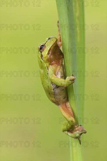 European tree frog