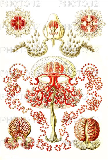 Anthomedusae