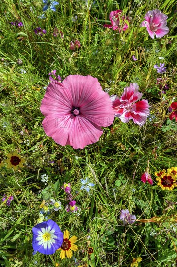 Summer meadow with annual mallow