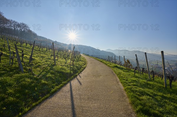 Vineyard path