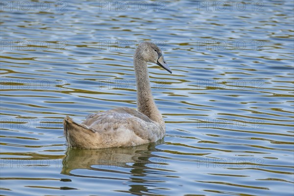 Mute Swan