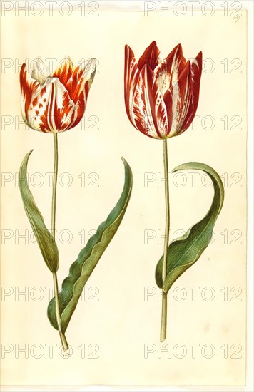 Garden tulip