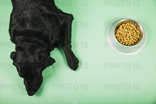 From dog near food