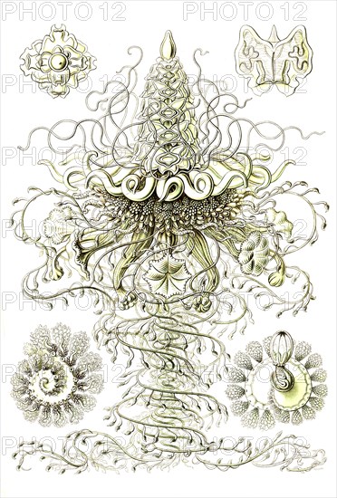 Siphonophora