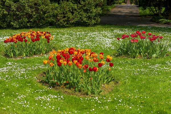 Tulips
