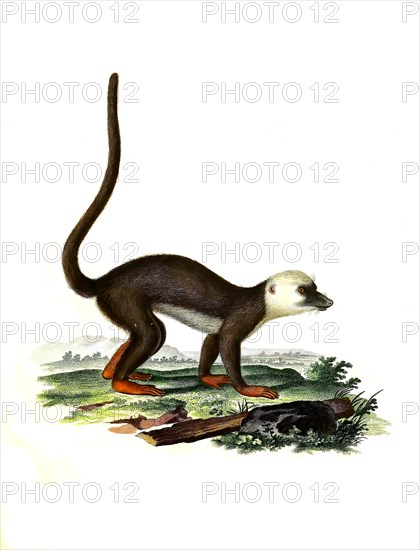 Mammals
