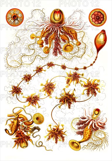 Siphonophores