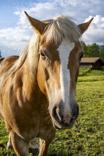 Haflinger horse