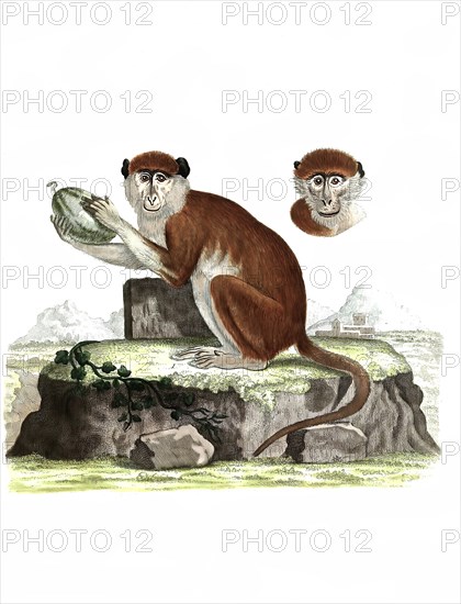 Mammals