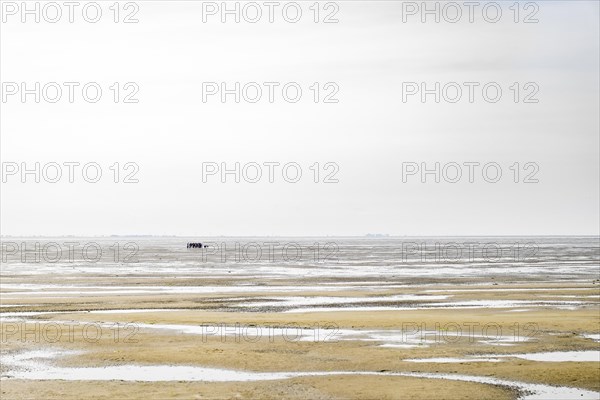 A group of people walking in the mudflats at low tide near Terschelling