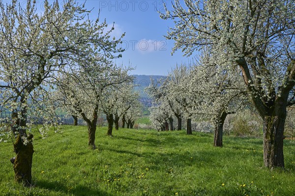 Plum tree