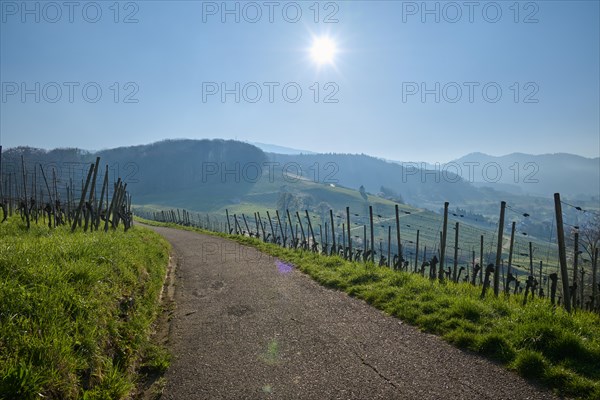 Vineyard path
