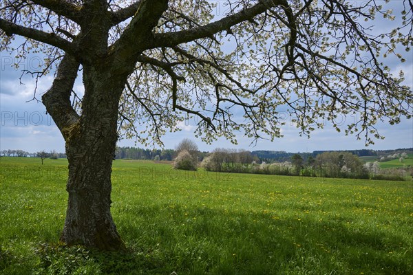 Meadow Landscape