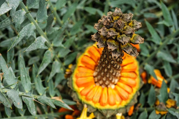 (Encephalartos) horridus aka Eastern Cape blue cycad cone close up. Selective focus shallow depth