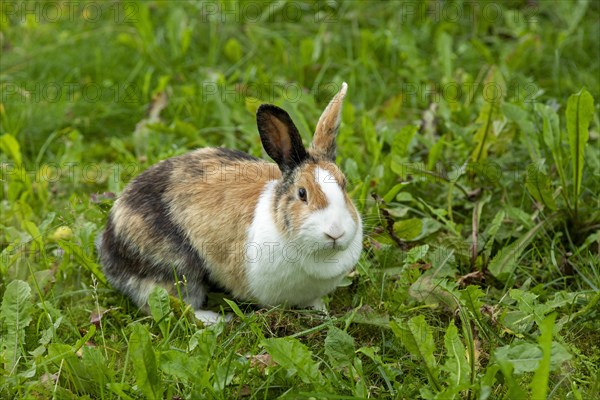 Dutch rabbit sitting in the grass