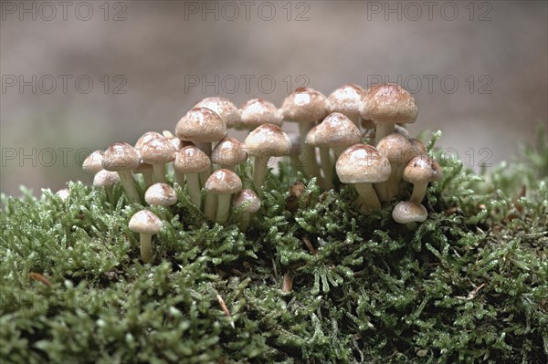 Sulphur tuft