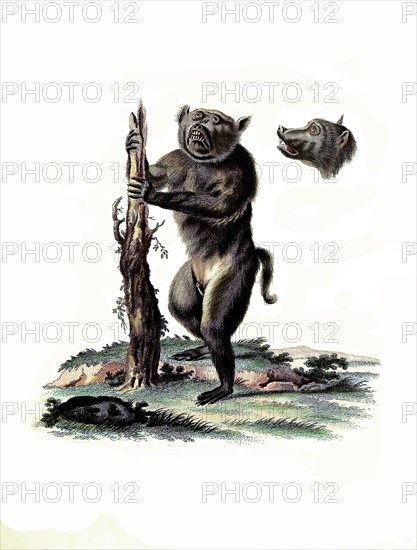 Mammals