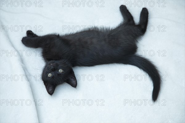Nine-week-old black kitten lying on floor