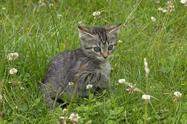 Nine-week-old tabby kitten sitting in grass