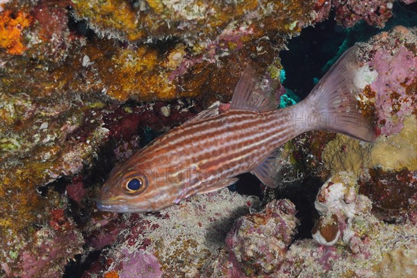 Largetoothed cardinalfish