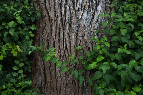 Tree trunk of an old lime tree
