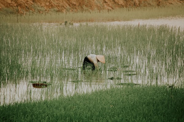 Vietnamese farmer planting rice seedlings in the paddy