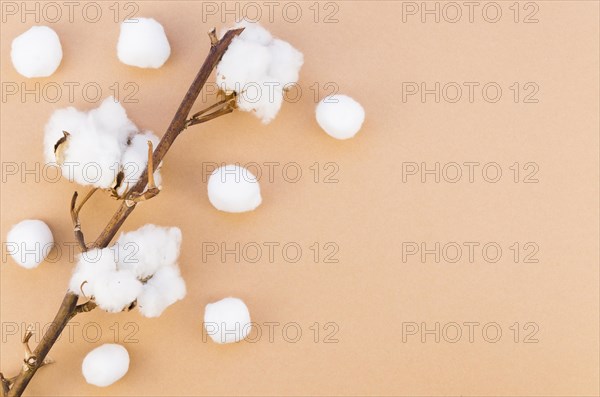 Top view frame with cotton flower branch