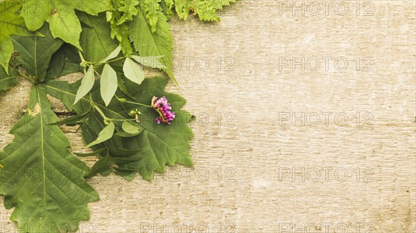 Green composition with leaves wood