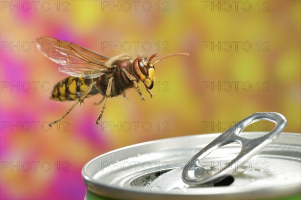European hornet