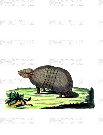 Mammals
