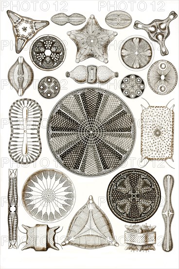 Diatomea