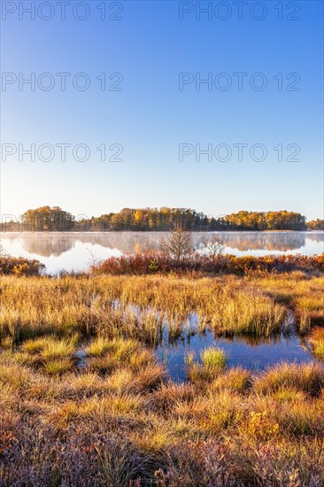 Lakeshore at a wetland by a mirror-like lake on an autumn day