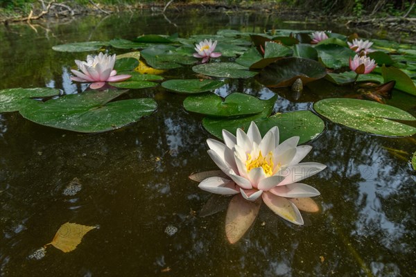 Water lily blooming in a pond. Bas-Rhin