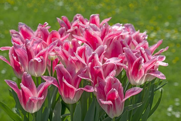 Tulips