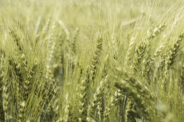 Front view wheat field