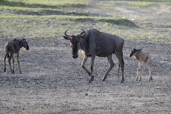 Wildebeest